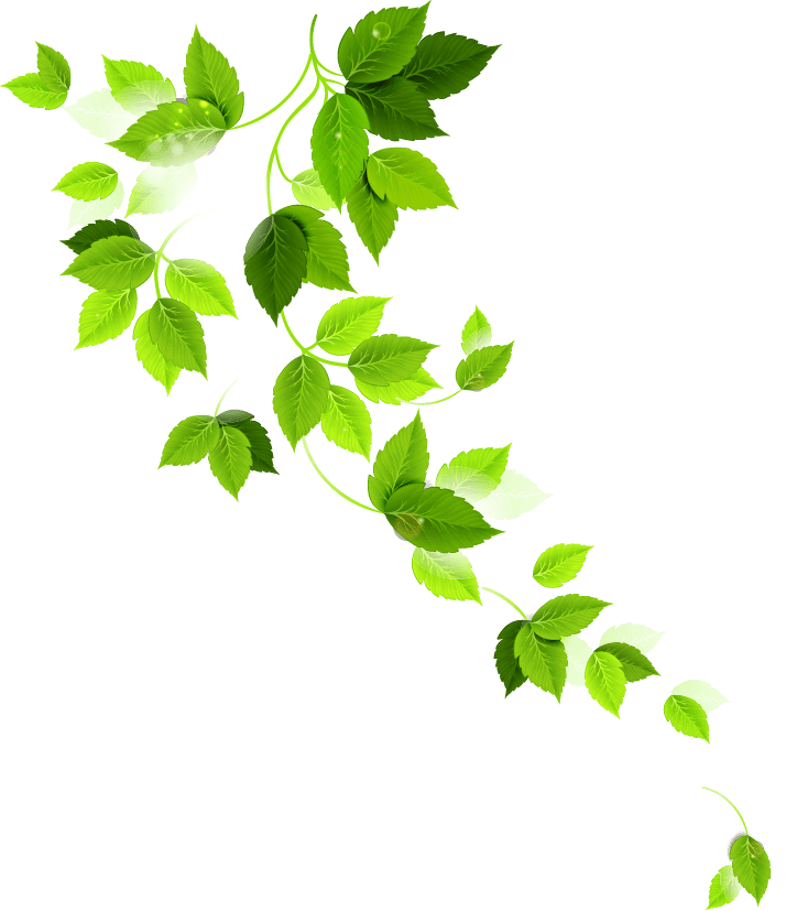 leaves